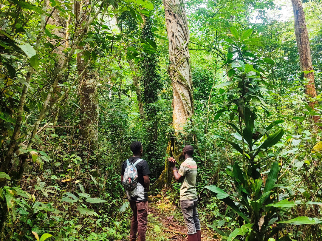 Griffin Falls-金贾必去景点