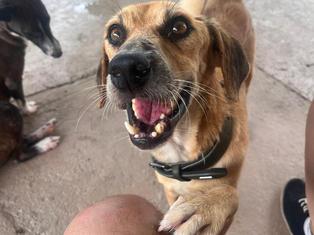 Moalboal Animal Welfare-莫阿尔博阿尔必去景点