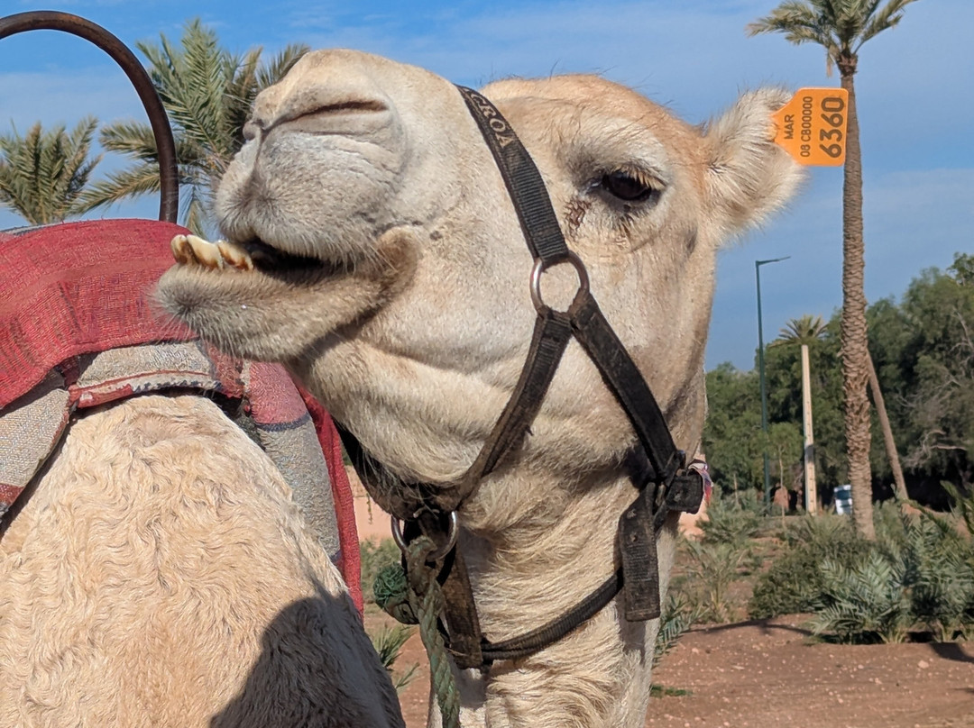 Click Exursions-马拉喀什必去景点