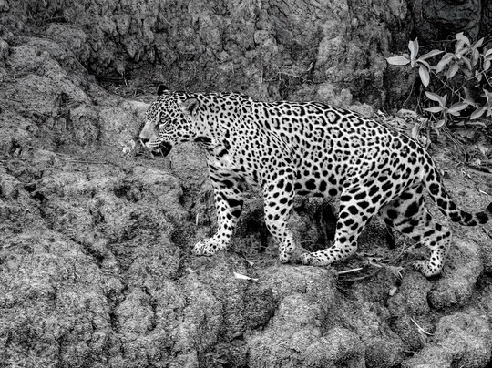 Wild Eye-弗维斯必去景点