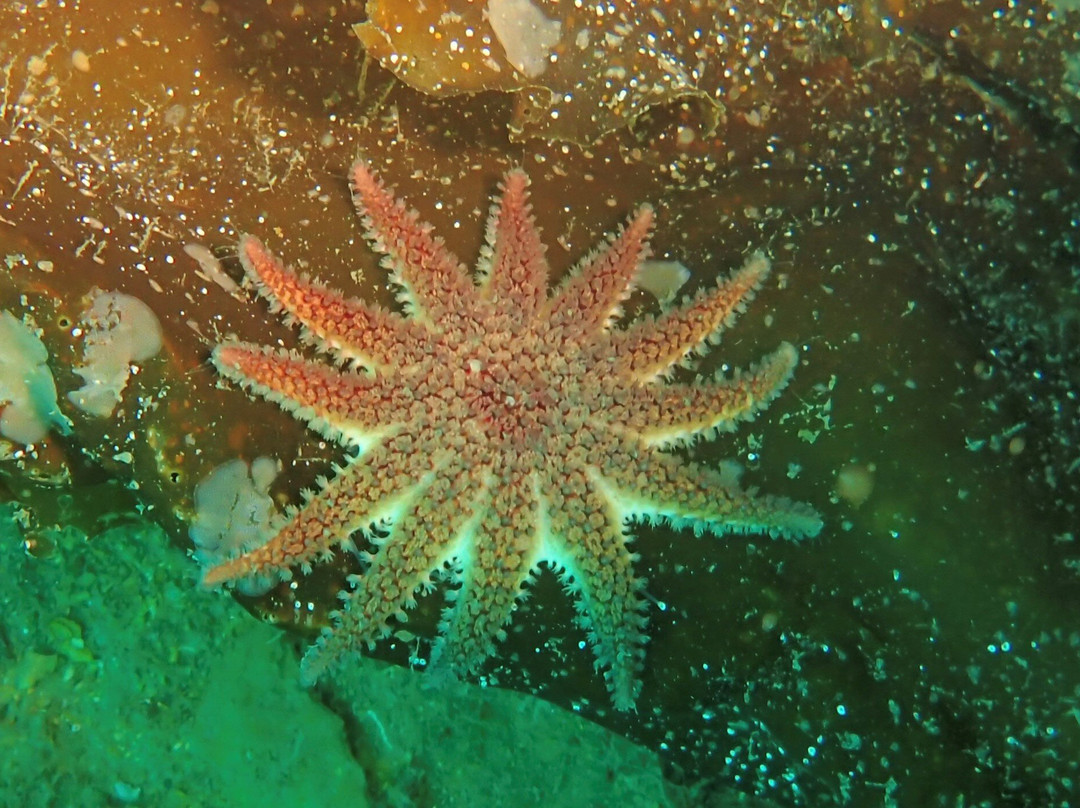 Kraken Diving-Birsay必去景点