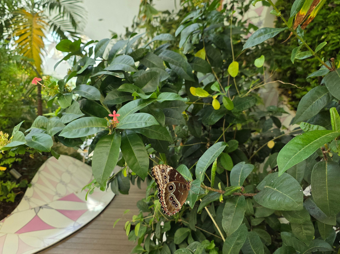 Al Noor Island-沙迦必去景点