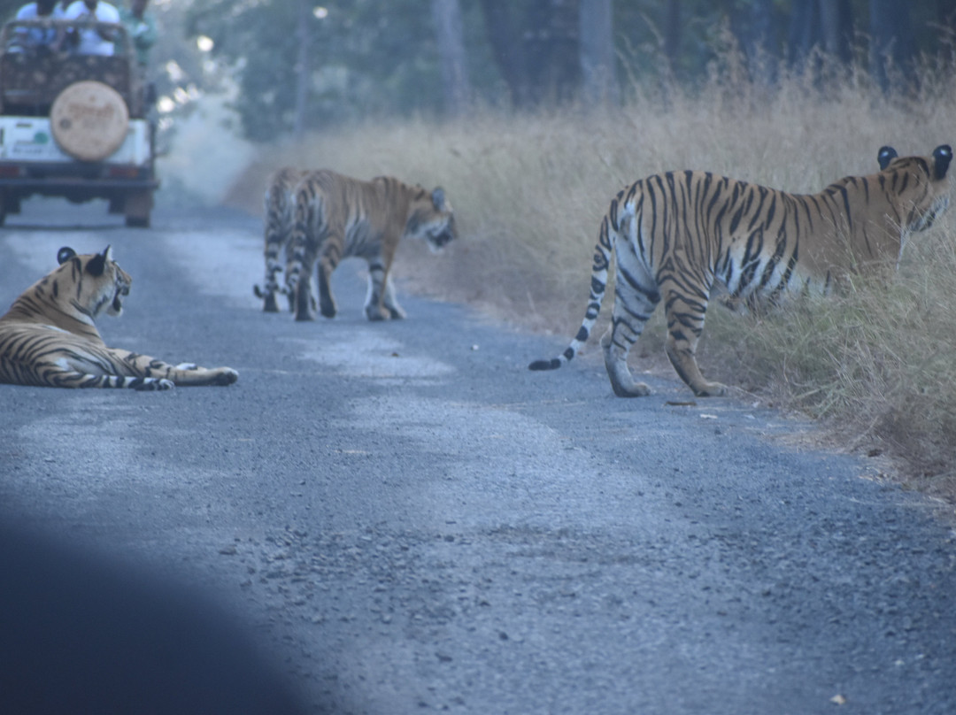 Tathastu Tadoba主图