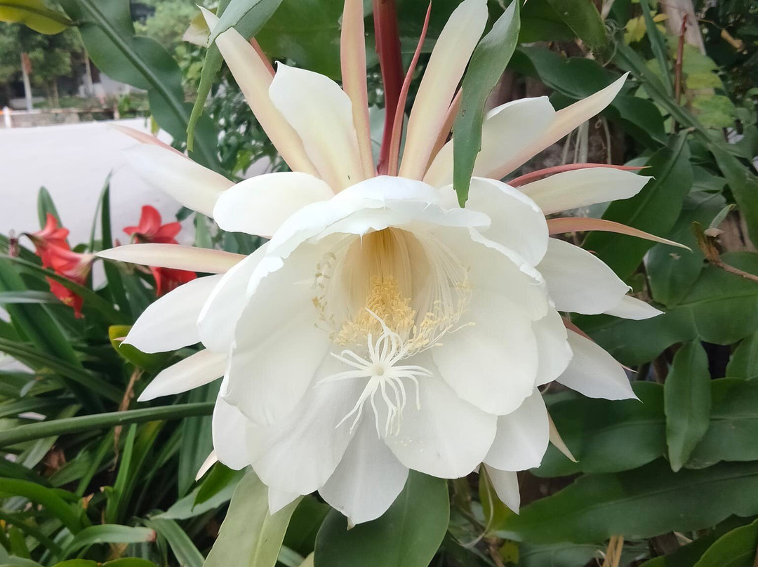 La Bambouseraie À Dong Du-Nghia Thuan必去景点