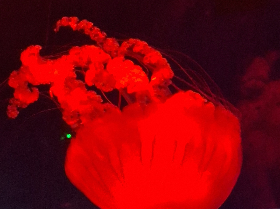 Daytona Aquarium & Rainforest Adventure-代托纳比奇必去景点