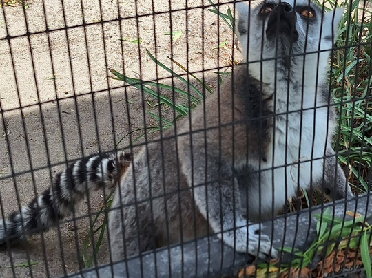 Giraffe House Wildlife Awareness Centre-斯泰伦博斯必去景点