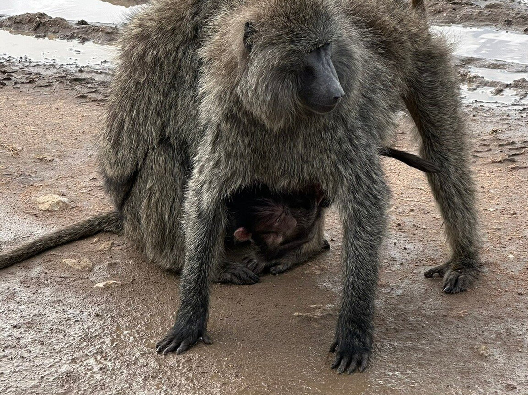 Tanzania Roadside Expeditions-阿鲁沙必去景点