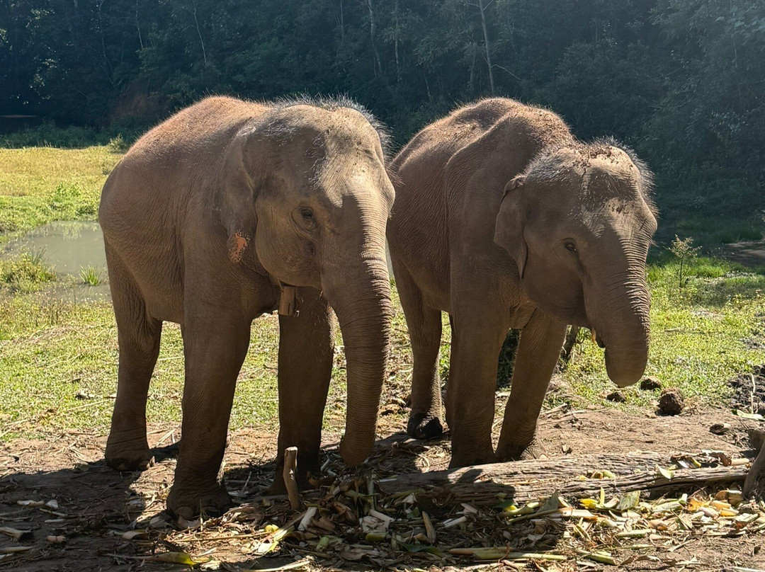 Blue Daily Elephant Care Sanctuary-清迈必去景点