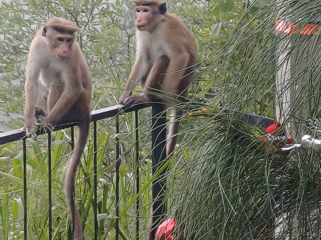 Thush Tours Sri Lanka-班托塔必去景点