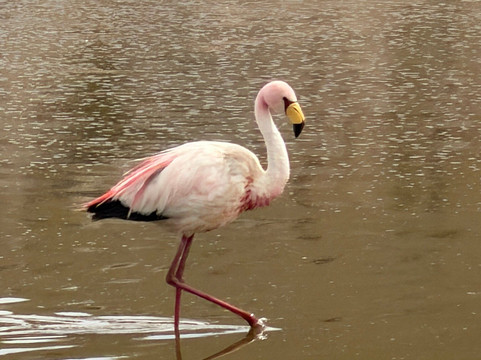 Rutas 360-圣佩德罗-德阿塔卡马必去景点