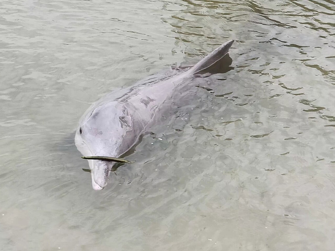 Barnacles Dolphin Centre-Tin Can Bay必去景点