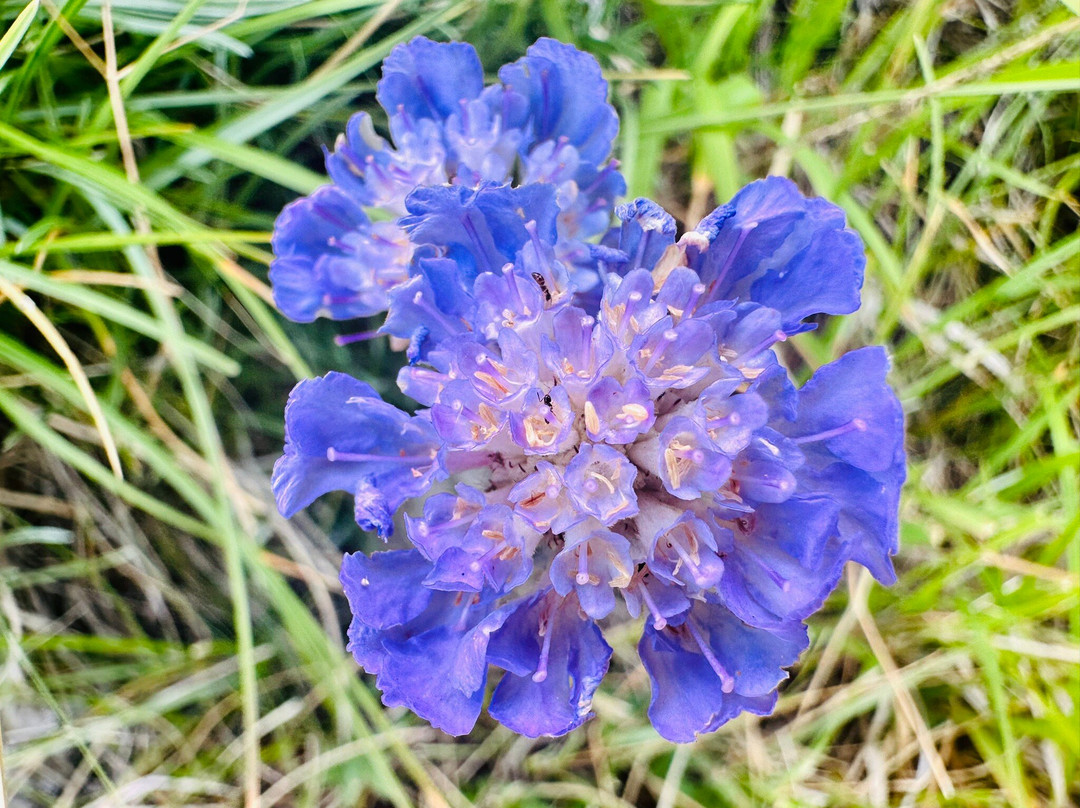 Orto Botanico Pellegrini - Ansaldi-马萨必去景点