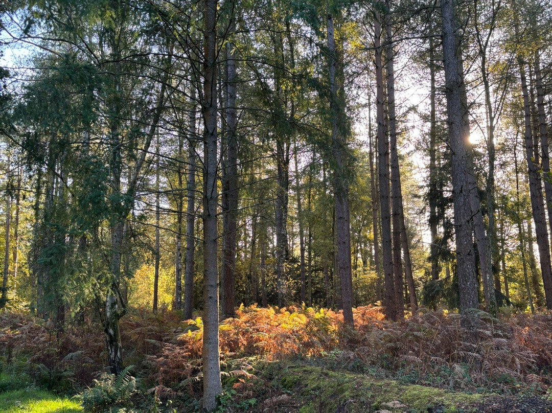 Alice Holt Forest-法纳姆必去景点