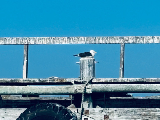 Cape Coast Expeditions-Yzerfontein必去景点