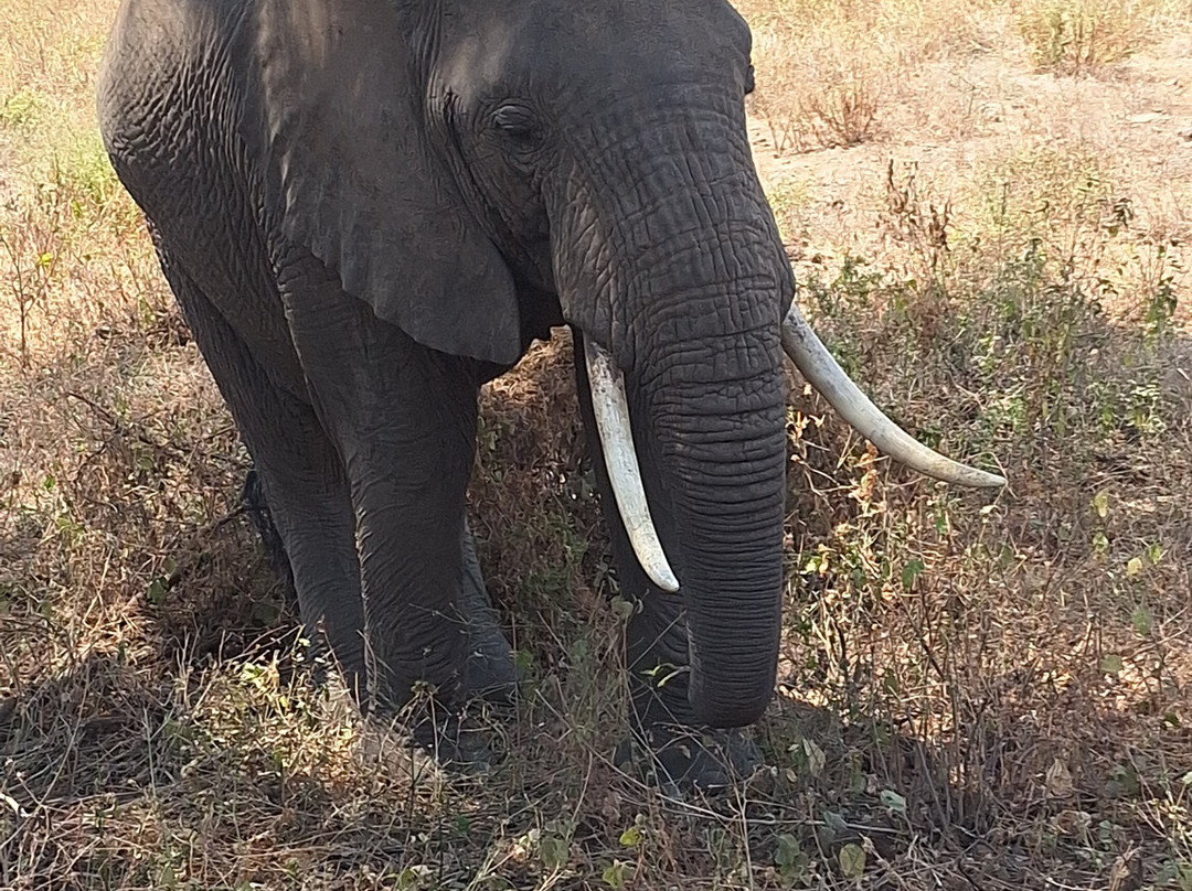 Caracal Tours & Safaris-莫西必去景点