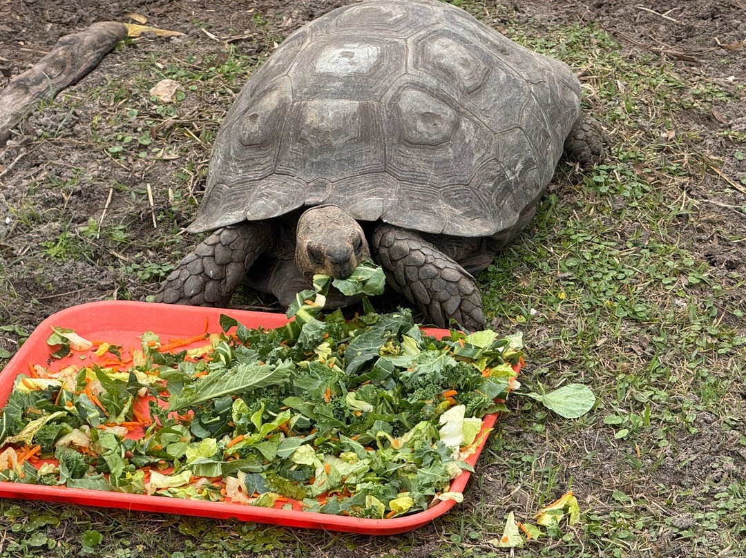 Iguanaland-蓬塔戈尔达必去景点