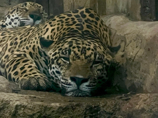 Diamante Eco Adventure Park-Playa Matapalo必去景点