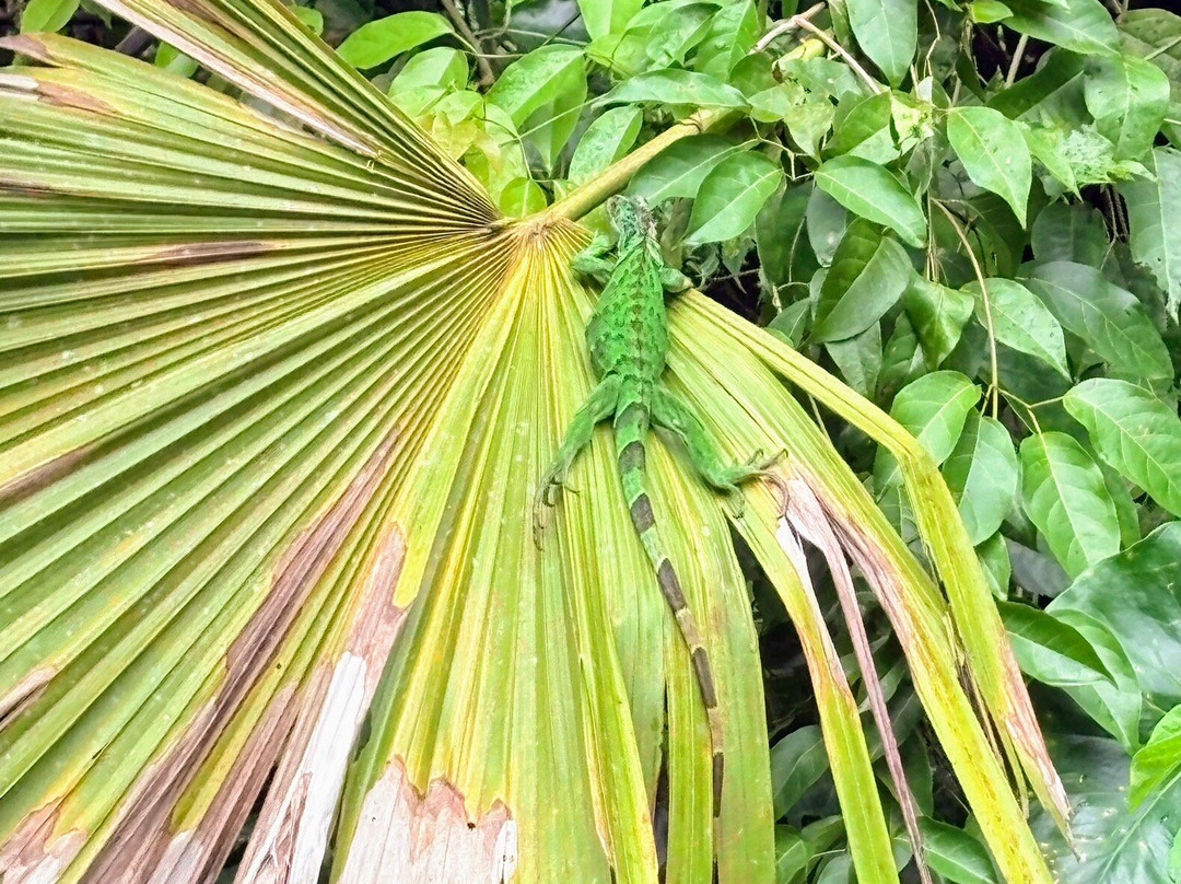 Tortuguero Canal-利蒙港必去景点