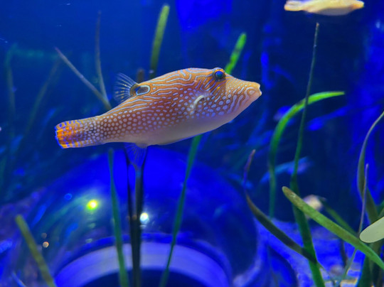 SEA LIFE Hunstanton-Hunstanton必去景点