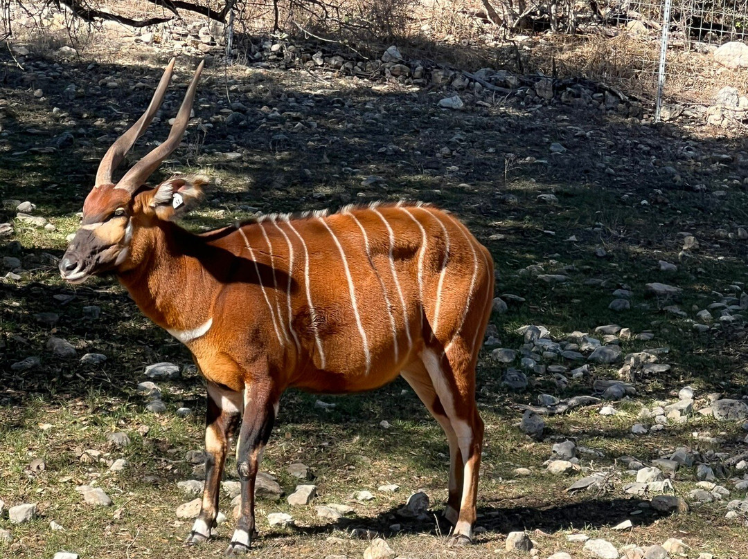 天然桥野生动物牧场-圣安东尼奥市必去景点