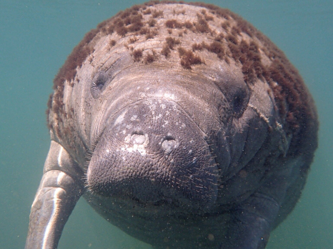Swim With Manatees-克里斯特尔里弗必去景点