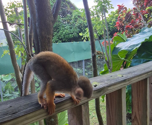 Monkeyland-Higuey必去景点