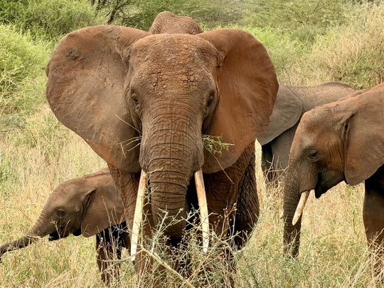 Tansania Reiseabenteuer SDL GmbH-柏林必去景点