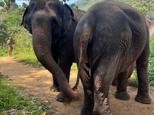 Elephant Freedom Project-凯格勒 必去景点