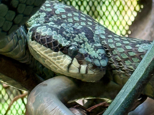 Parque Reptilandia-主日镇必去景点