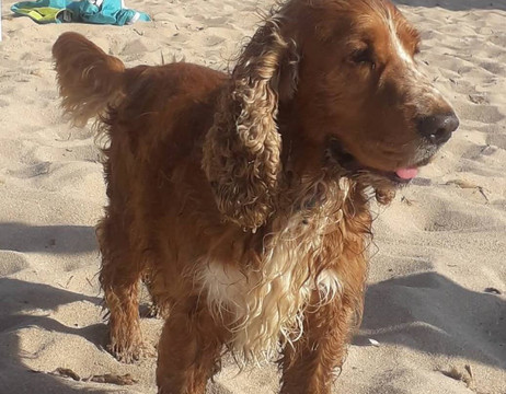 Lido Dog Beach-Aglientu必去景点