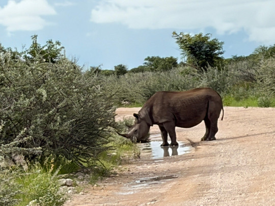 Born in Etosha Self-Drive Private Tours