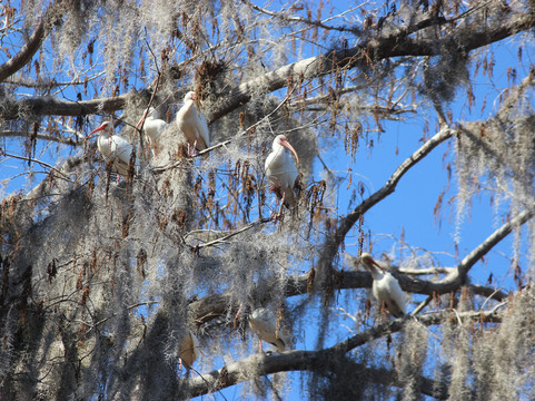 Swamp Fever Airboat Adventures-Lake Panasoffkee必去景点