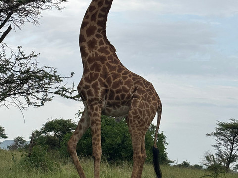 Good Earth Tours-阿鲁沙必去景点