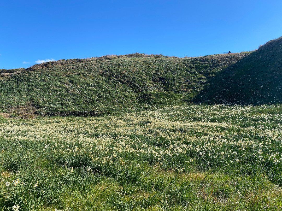 Tsumekizaki Narcissus Festival-下田市必去景点