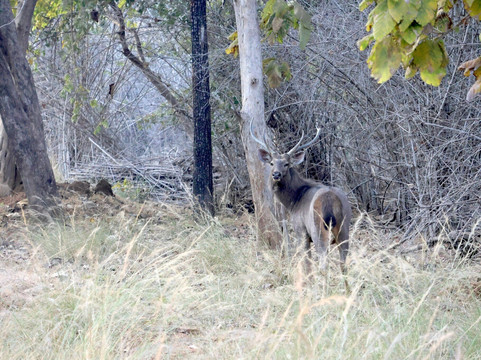 Tadoba Andhari National Park-Chandrapur District必去景点