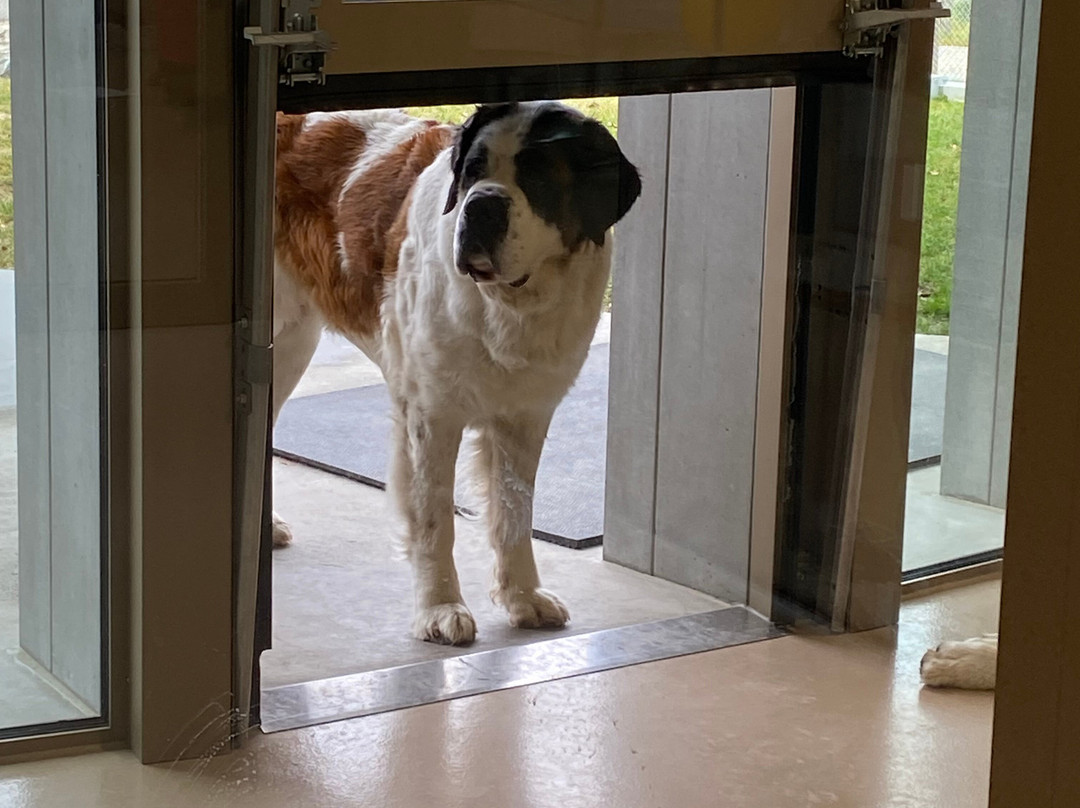 Barryland - Musée et chiens du St-Bernard-马蒂尼必去景点