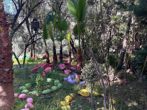 达尔伊卡利莫奥里卡酒店主图