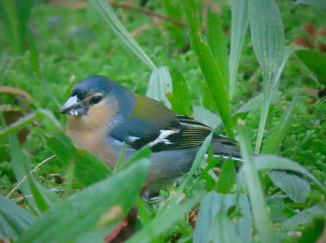 Jose do Canto Forest Garden-富尔纳斯必去景点