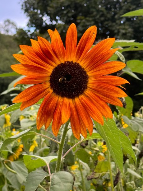 Frosty Hollow Bed and Breakfast-官方