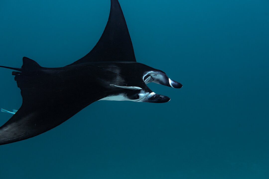 Situju Tuju Cruises-Labuan Bajo必去景点