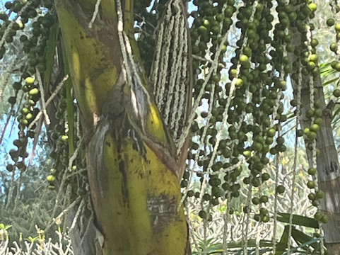 Kahuku Farms-卡胡库必去景点