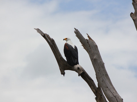Crescent Island Game Sanctuary-奈瓦夏必去景点