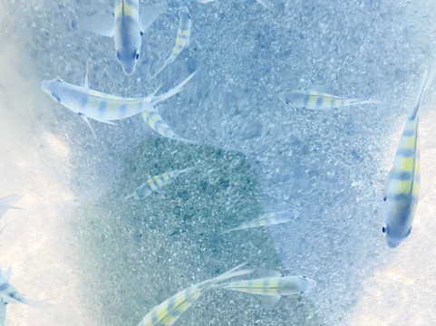 Piscinas Naturais-Sao Miguel dos Milagres必去景点