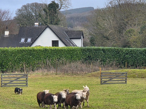 Sheep Smarts-Rathdrum必去景点