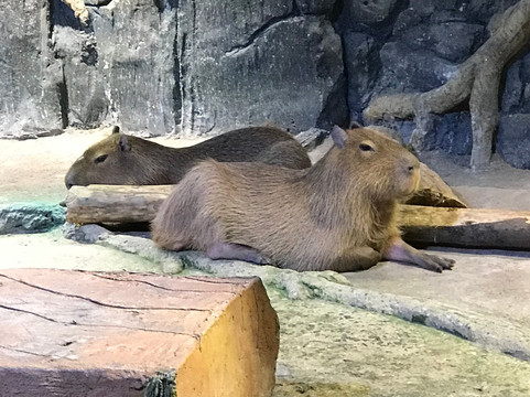 Jakarta Aquarium & Safari-雅加达必去景点