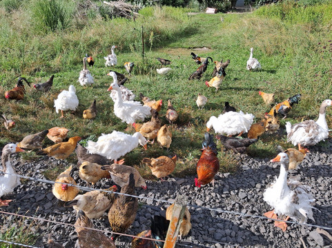 Awakeri Rail Adventures-法卡塔尼必去景点