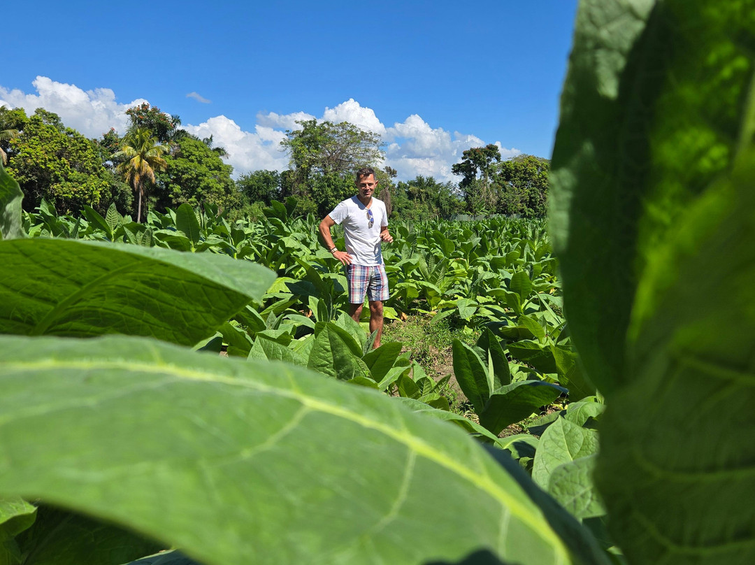 Zemis Tobacco and Cigars Factory-圣地亚哥必去景点