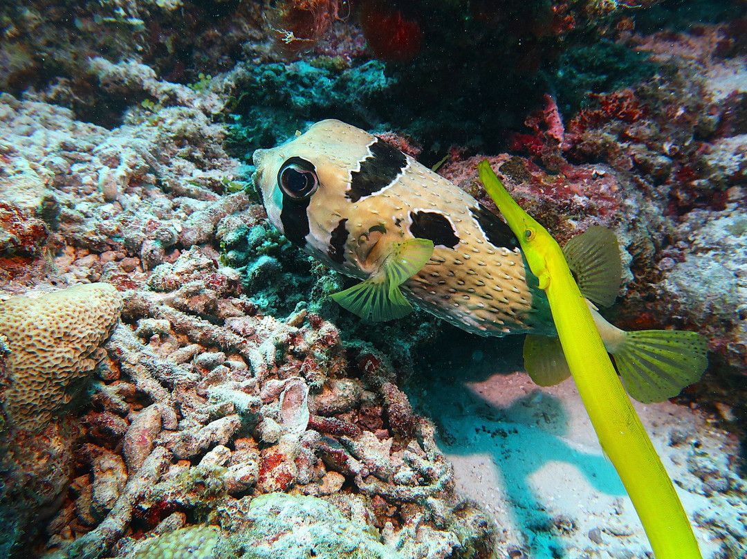 DivePoint Guraidhoo-康杜玛岛必去景点