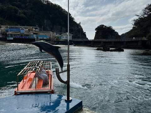 Shimoda Aquarium-下田市必去景点
