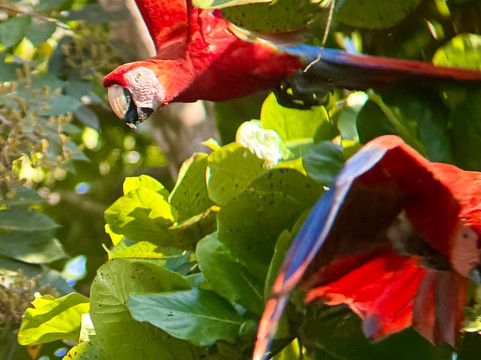 Osa Nature Lovers-Sierpe必去景点